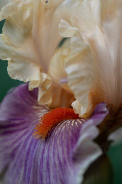 Bearded Iris 11