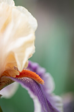 Bearded Iris 10