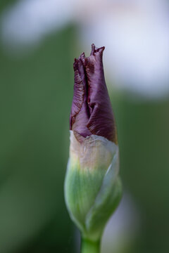 Bearded Iris 7