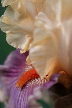 Bearded Iris 6