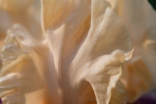 Bearded Iris 5