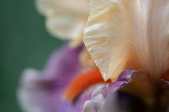 Bearded Iris 4