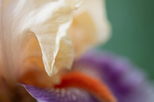 Bearded Iris 3
