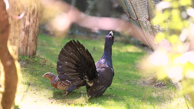Western capercaillie courtship display at Bavarian Forest National Park with female grouse in sunlight