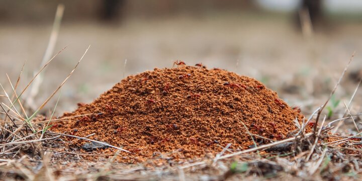 Photo of anthill -- mound of dirt displaced by ants