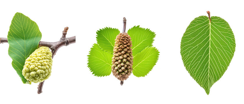 Fresh Green Alder Tree Leaves and Pine Cone Seed Pods Isolated on PNG Transparent Background