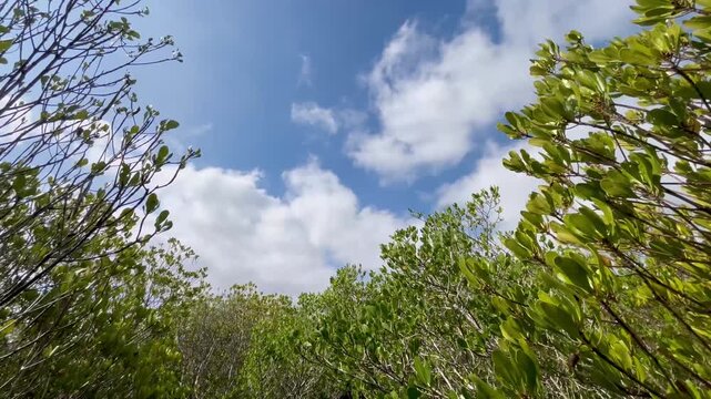 Green mangrove forest blue sky