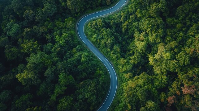 s-shaped winding road cutting through dense green forest canopy, serene aerial view evoking calm and adventure