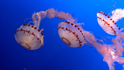 Close-up of jellyfish in the aquarium © Mathæus Andersen