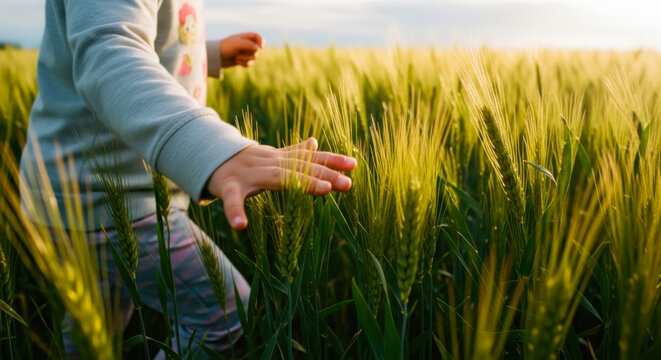 Little child's hand touching stalks of young green wheat in a sunlit field at sunset, exploring nature and the rural landscape.