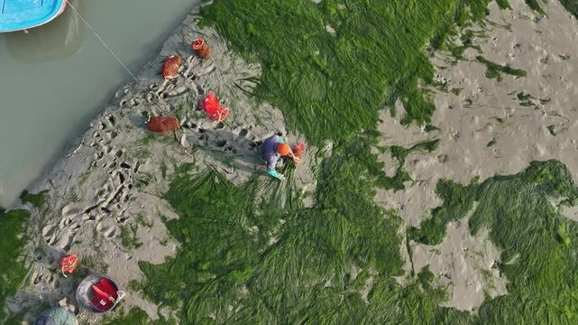 Aerial close-up of a fisherman harvesting green seaweed by hand on mudflats