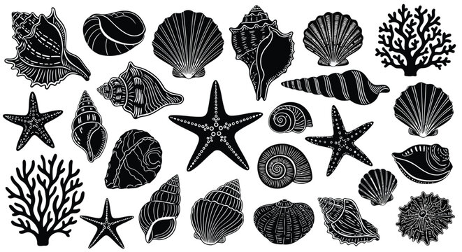 A collection of various sea shells and starfish