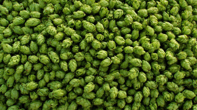 Hop cone green hop cone fresh hop cone pile of hop cone harvest of hop cone agricultural crop brewing ingredient aromatic plant plant texture macro pattern food ingredient plant background raw