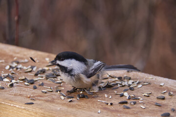 Black-capped chickadee in the Park © RiMa Photography