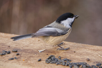 Black-capped chickadee in the Park © RiMa Photography