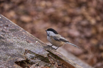 Black-capped chickadee in the Park © RiMa Photography