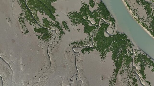 Abstract fractal patterns of tidal channels and green seaweed on mudflats