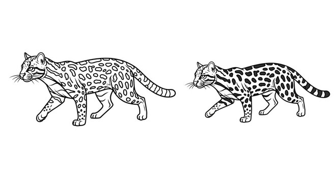 Two margay cats in black and white illustration.