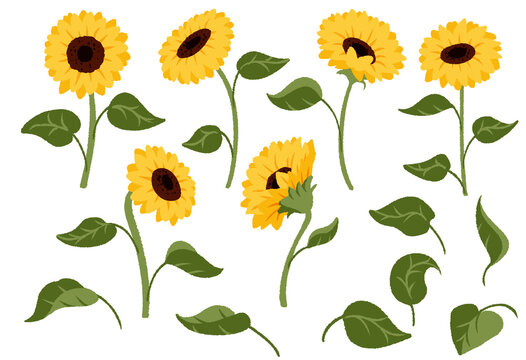 Sunflower set. PNG transparent. Flowers and leaves collection. Isolated clip art for greeting card or invitation design, sticker, wall art, decoration