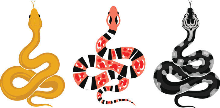 Snake collection with different species colorful and black patterns cartoon vector illustration set isolated on white background for wildlife design