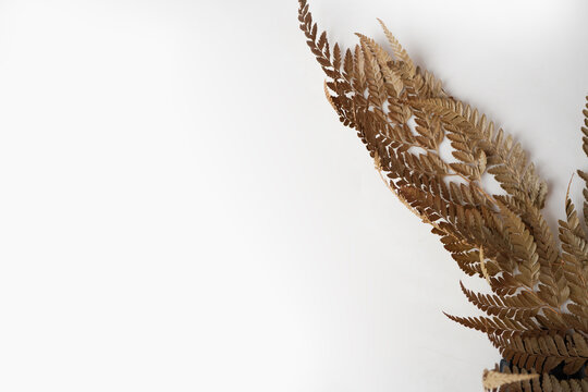Dried Fern Leaves on White Background with Copy Space, Minimal Botanical Nature Flat Lay