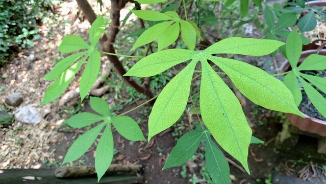 Green Cassava Leaves Growing in Tropical Garden, Fresh Manihot Esculenta Foliage for Agriculture and Healthy Food Concept, Organic Vegetable Background with Authentic Sunlight Texture