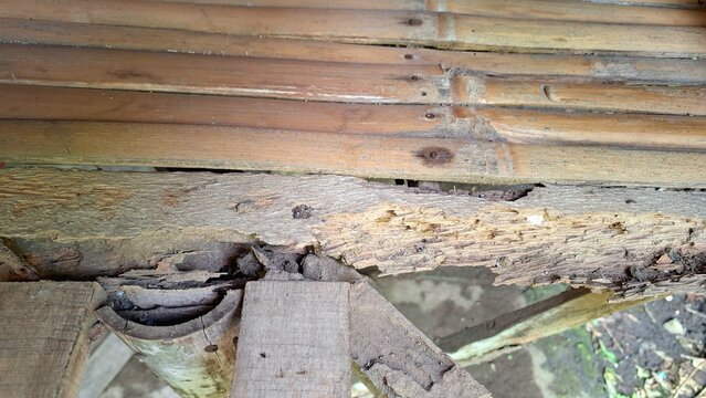 Severe Termite Damage on Old Wooden Structure, Rotted Bamboo and Timber Foundation in Traditional Building, Concept of Pest Infestation Problem and Home Repair Maintenance, Authentic Texture