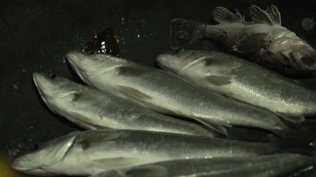 Freshly caught silver fish jumping in a plastic crate at night market