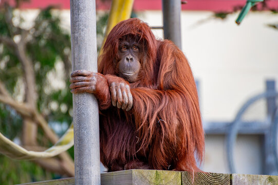 Sumatran orangutan with shaggy red hair resting on a wooden platform