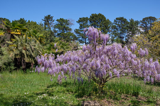 Blooming lilac Wisteria in the Sochi Arboretum in spring. Sochi. Krasnodar Krai.