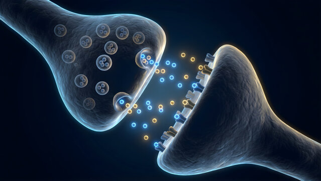 Neurotransmitters that cross the synaptic cleft