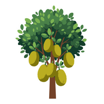 Illustration of a Jackfruit Tree with Ripe Fruits