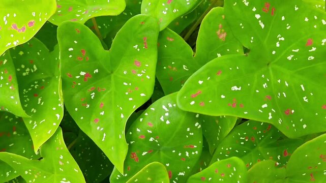 Closeup of vibrant caladium bicolor leaves with red, green, and white spots. Tropical ornamental plant with heart shaped foliage, fresh and wet texture. Botanical background or nature design use