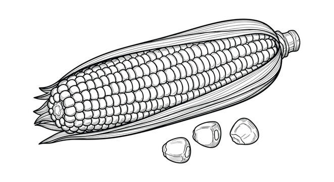 Detailed botanical illustration of a ripe corn on the cob with husks partially opened and three loose corn kernels.