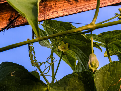 Detailed view of a chayote vine (Sechium edule) featuring small yellow flowers and curly tendrils against a blue sky. 