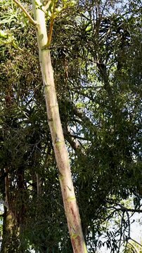 Vertical Tilt Shot of a Tall Flowering Agave Plant in Australia