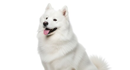Fototapeta premium White Samoyed portrait with tongue out