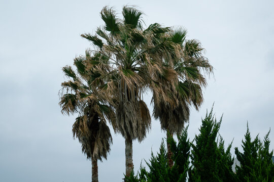 Windblown palm trees under overcast sky