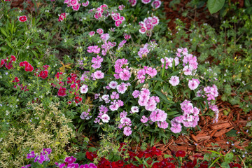 Fototapeta premium Colorful, decorative flowers in a garden during springtime