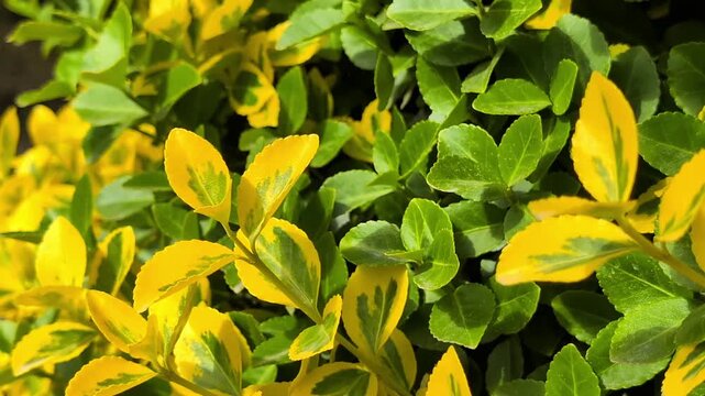Green and yellow leaves of Euonymus shrub moving in wind, garden bush texture background, bright nature foliage, candid style video, ornamental plant close up, sunny park vegetation.