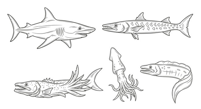 Line art illustrations of marine life shark barracuda squid and eel