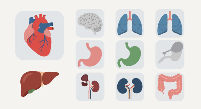 Collection of flat human internal organ icons for medical design