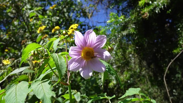garden pollinators