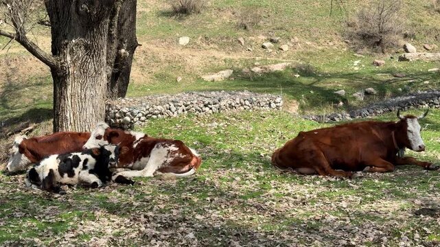 Herd of calves sleeping peacefully under a tree on a green hill while a watchful mother cow rests nearby in the warm sunshine