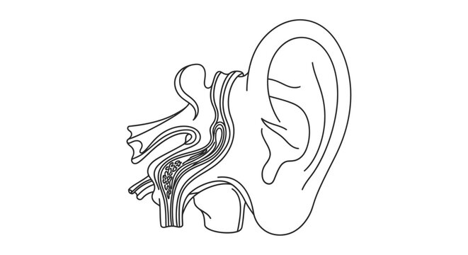 Anatomical illustration of the human ear showing internal structure
