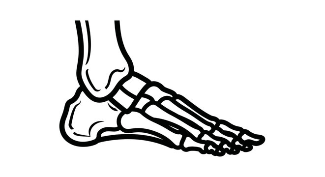 Medical illustration of human foot skeleton anatomy profile view