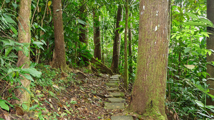 Obraz premium Forest in the Philippines