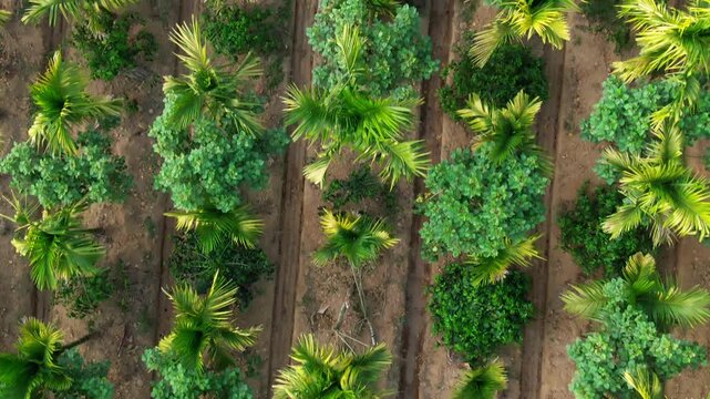 Aerial view of betel nut plantation