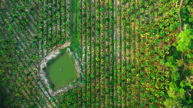 Aerial view of betel nut plantation