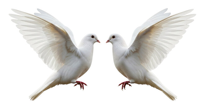 Two white doves with outstretched wings facing each other on transparent background